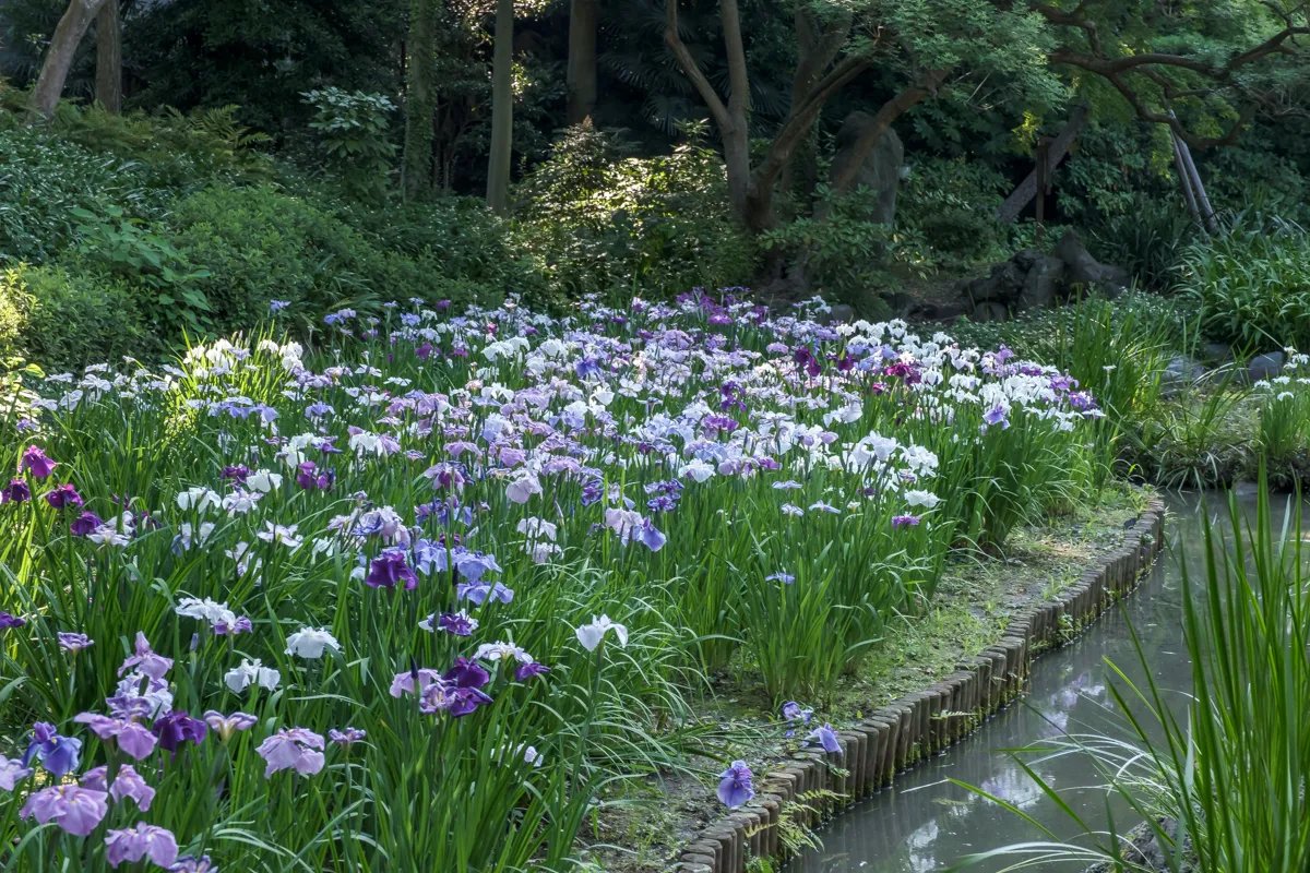🏞️ 키요스미 정원(키요스미 테이엔) 이미지 5